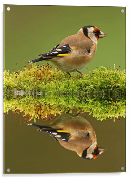 Goldfinch Reflections Acrylic by Sue Dudley