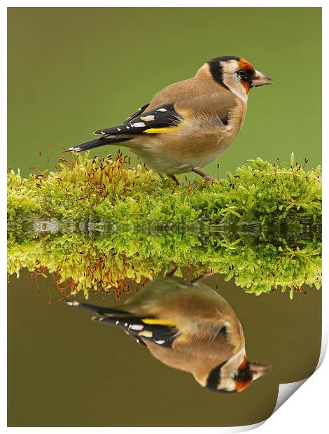 Goldfinch Reflections Print by Sue Dudley