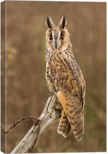 Long-eared Owl Canvas Print by Sue Dudley