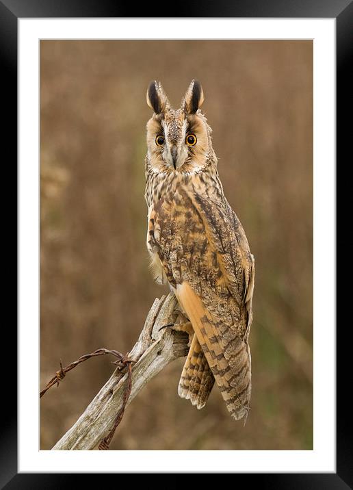 Long-eared Owl Framed Mounted Print by Sue Dudley