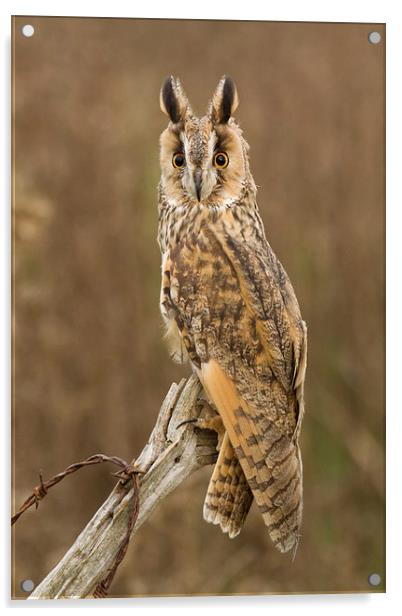 Long-eared Owl Acrylic by Sue Dudley