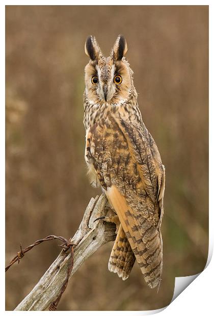 Long-eared Owl Print by Sue Dudley