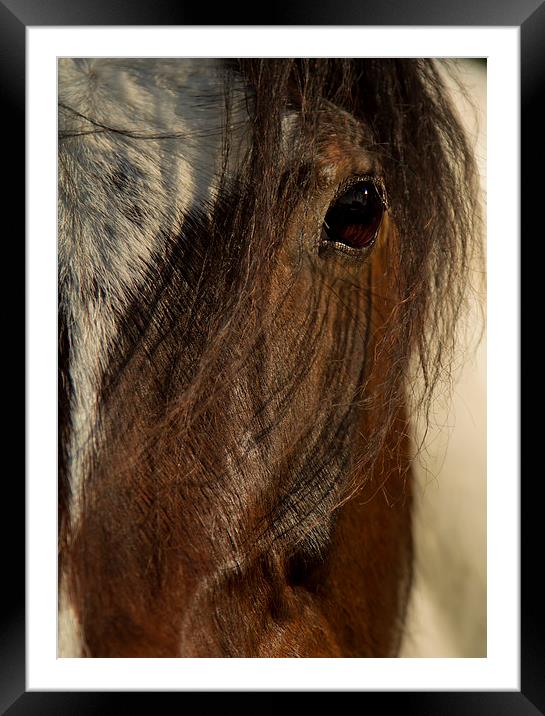 A Spanish Mare Framed Mounted Print by Sue Dudley