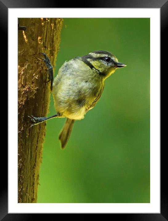 Juvenile Blue Tit on Tree Trunk Framed Mounted Print by Sue Dudley