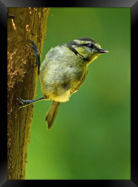 Juvenile Blue Tit on Tree Trunk Framed Print by Sue Dudley