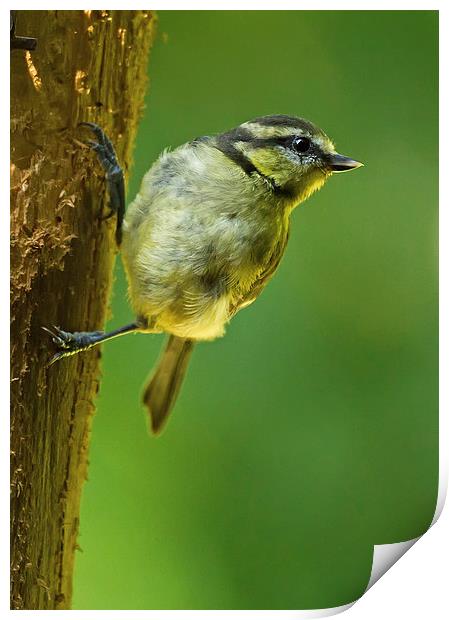 Juvenile Blue Tit on Tree Trunk Print by Sue Dudley