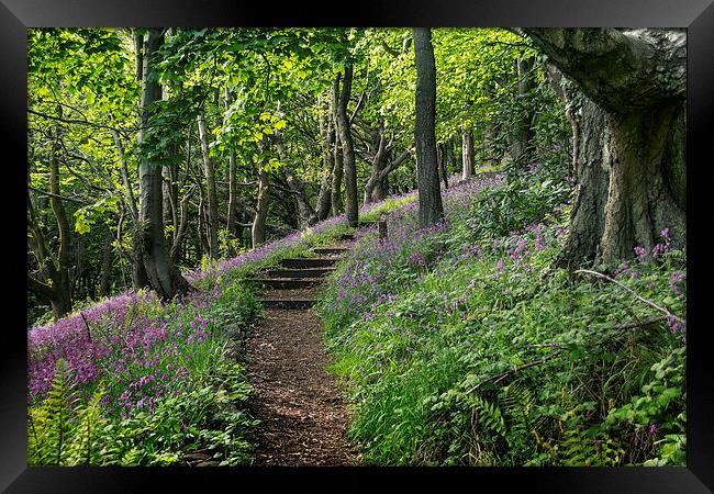 Path through Flowers Framed Print by Purple OneTwoEight