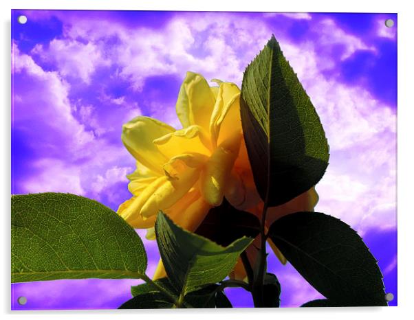2200-yellow rose Acrylic by elvira ladocki