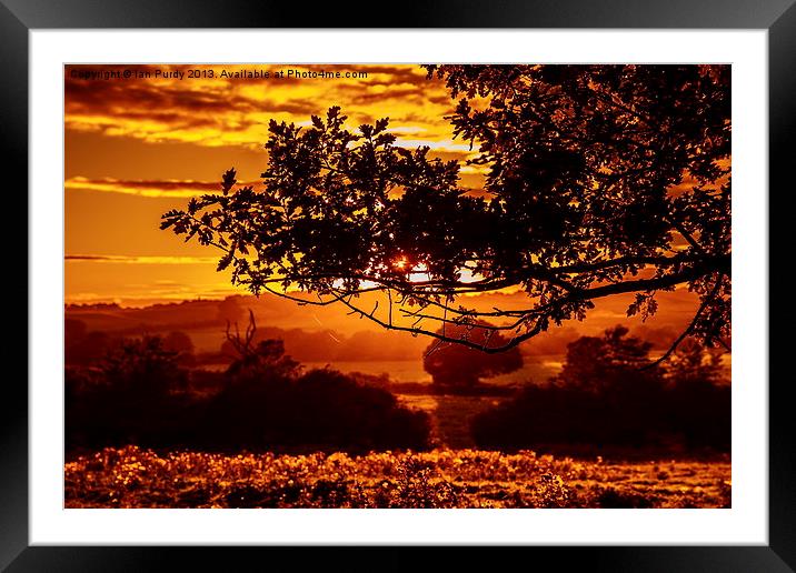 Sunset oak Framed Mounted Print by Ian Purdy