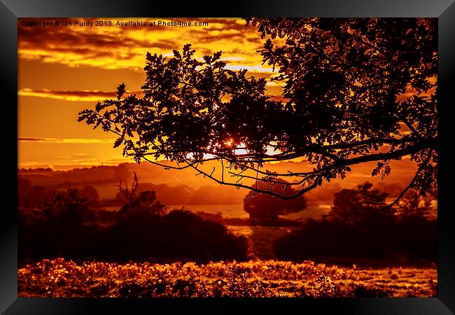 Sunset oak Framed Print by Ian Purdy