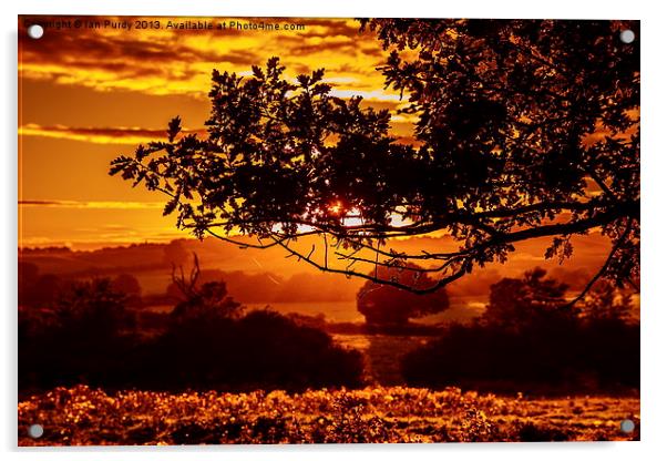 Sunset oak Acrylic by Ian Purdy