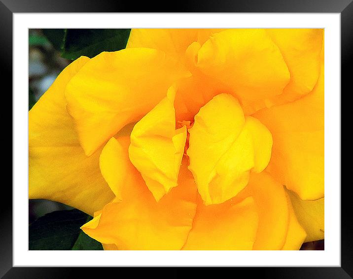 2210-yellow rose Framed Mounted Print by elvira ladocki