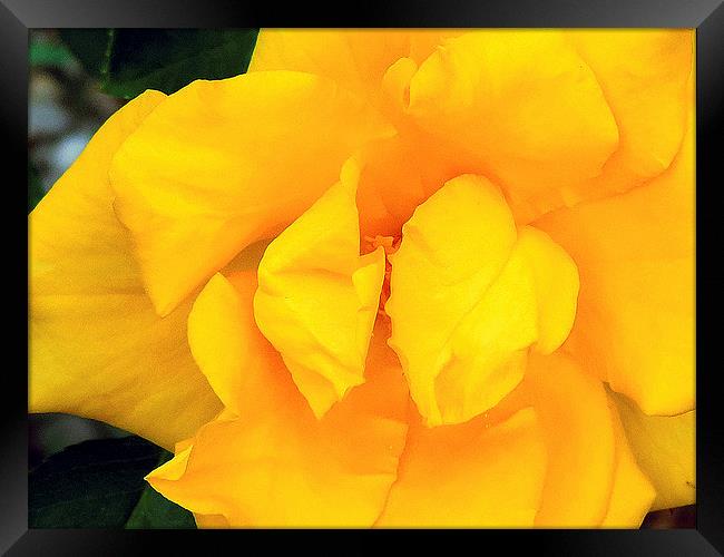 2210-yellow rose Framed Print by elvira ladocki