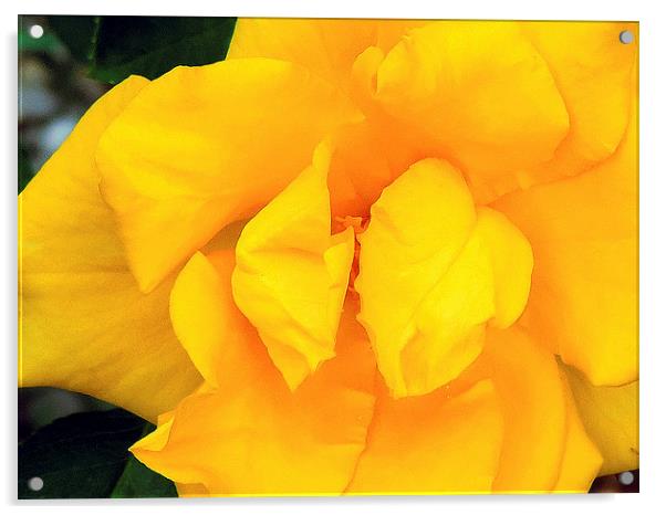2210-yellow rose Acrylic by elvira ladocki