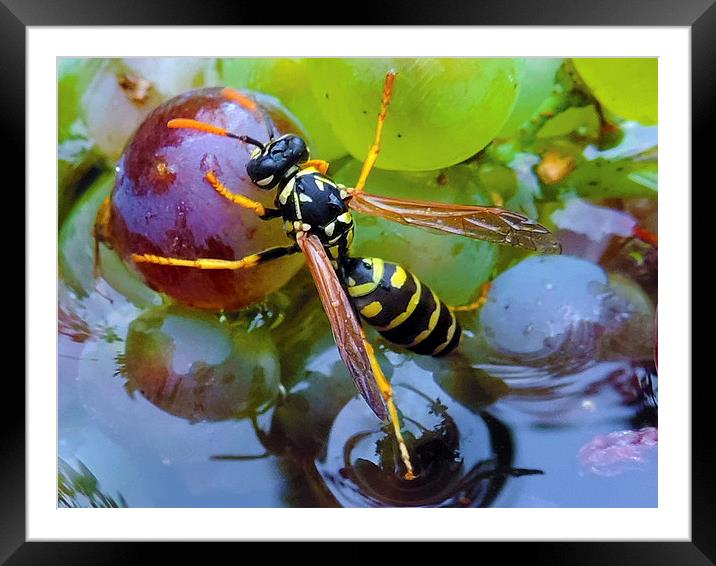 2214-bee on grape Framed Mounted Print by elvira ladocki
