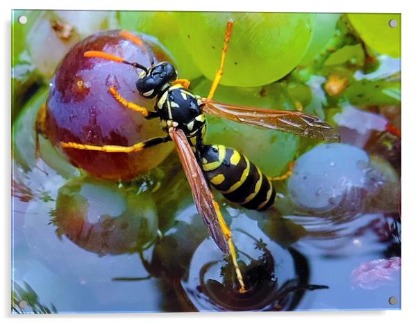 2214-bee on grape Acrylic by elvira ladocki