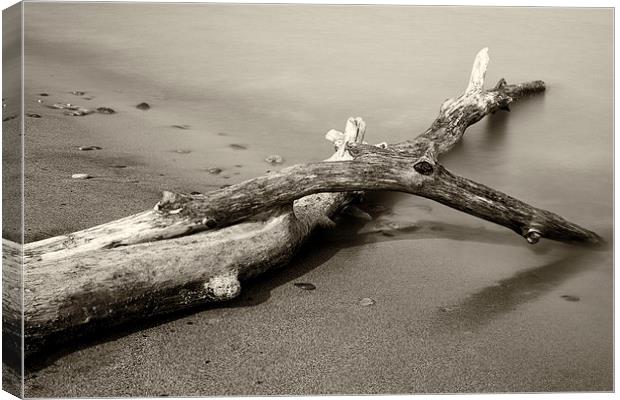 Branching Out Canvas Print by Andrew Holland