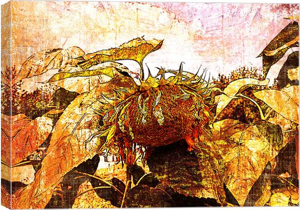 Faded sunflower Canvas Print by olga hutsul