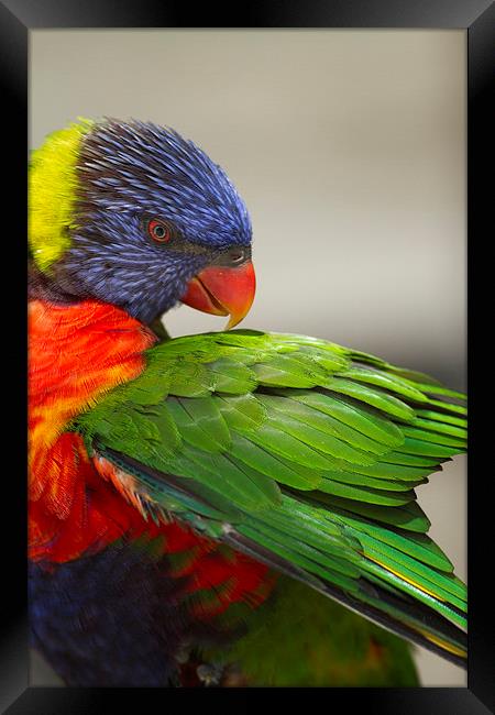 Macaw Preening Framed Print by Anne Rodkin