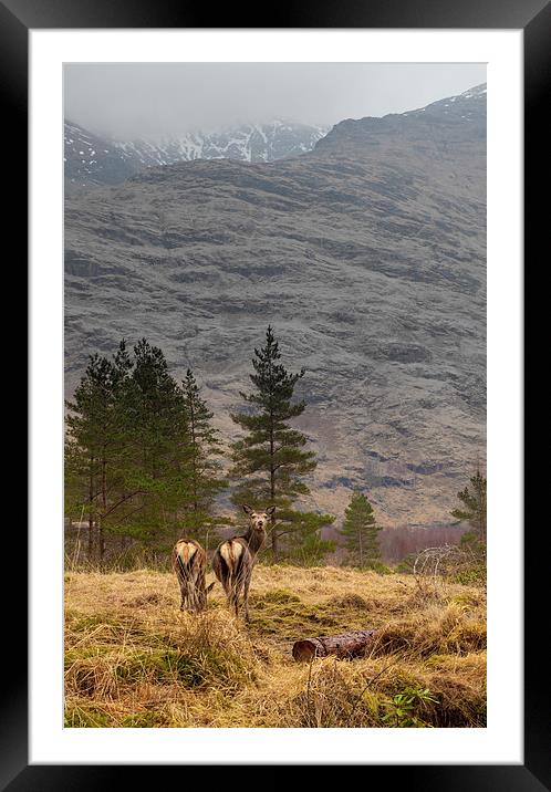 Wild deer Framed Mounted Print by Gary Finnigan