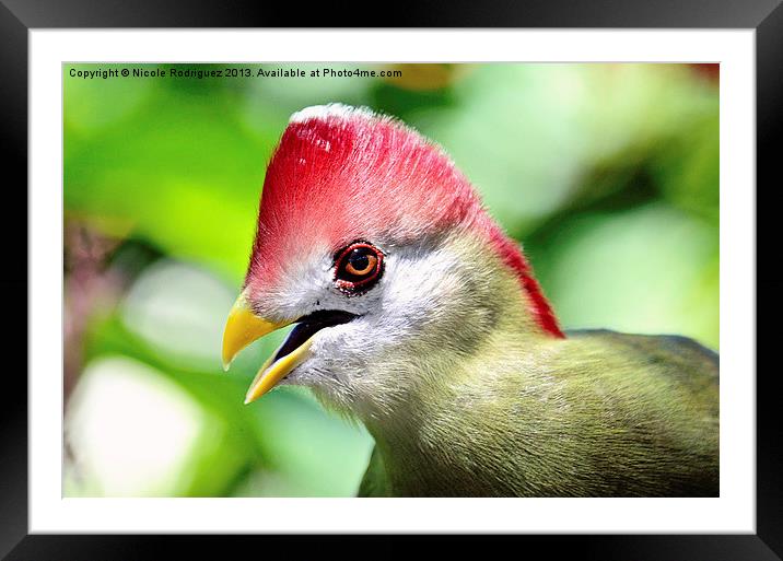 Turaco Framed Mounted Print by Nicole Rodriguez