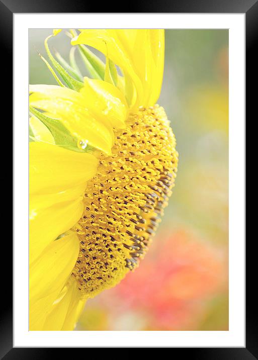 Essence of a Sunflower Framed Mounted Print by Nicole Rodriguez