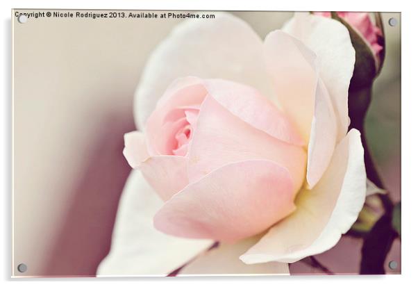 Peaceful Pink Rose Acrylic by Nicole Rodriguez