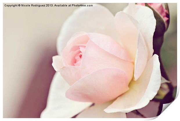 Peaceful Pink Rose Print by Nicole Rodriguez