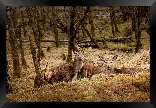 Wild red deer Framed Print by Gary Finnigan