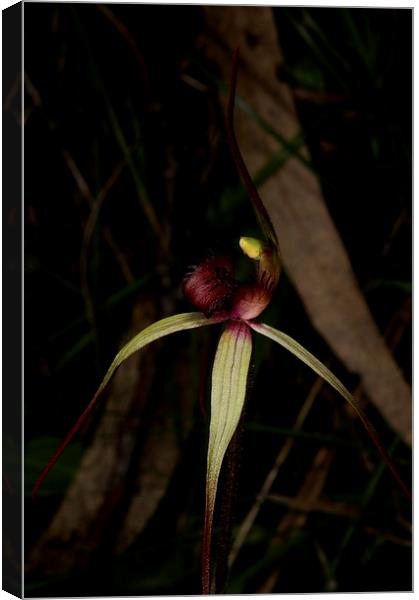 Veined Spider Orchid Canvas Print by Graham Palmer