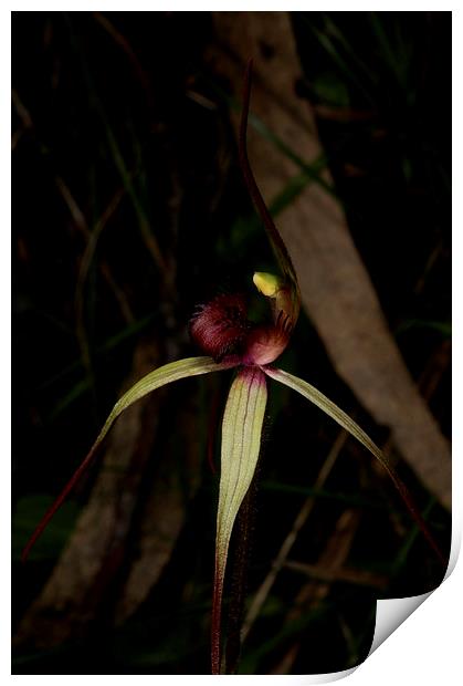 Veined Spider Orchid Print by Graham Palmer