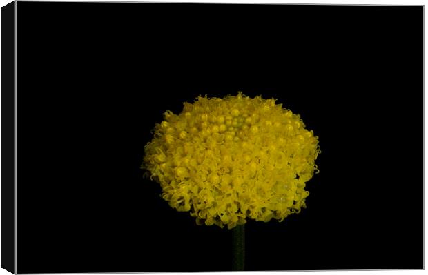 Billy Buttons Canvas Print by Graham Palmer