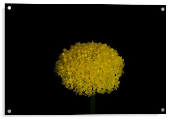 Billy Buttons Acrylic by Graham Palmer
