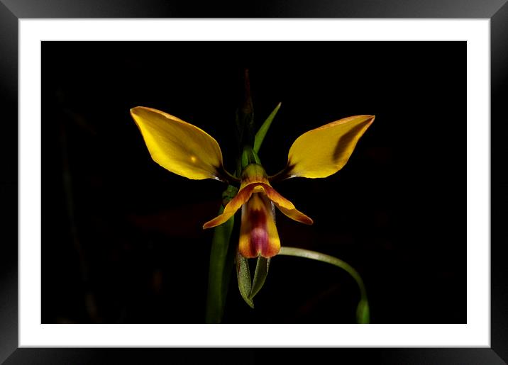 Diuris Pardina - Leopard Orchid Framed Mounted Print by Graham Palmer