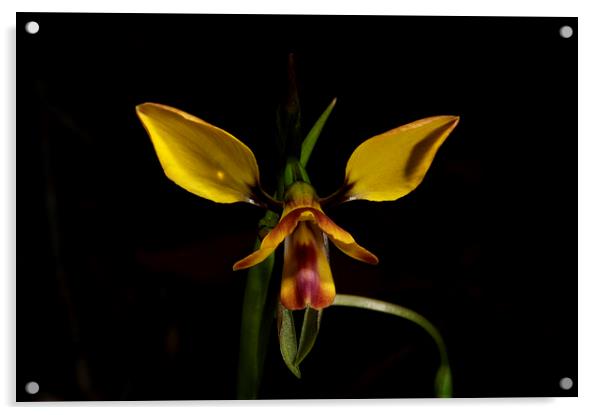 Diuris Pardina - Leopard Orchid Acrylic by Graham Palmer