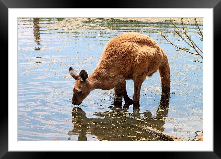 Cooling Off! Western Grey Kangaroo Framed Mounted Print by Carole-Anne Fooks