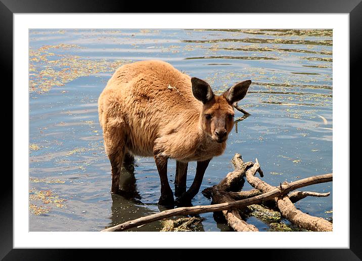 Emerging from the Water. Western Grey Kangaroo Framed Mounted Print by Carole-Anne Fooks