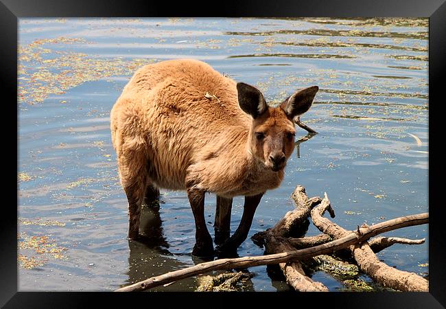 Emerging from the Water. Western Grey Kangaroo Framed Print by Carole-Anne Fooks