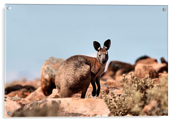 Western Grey Kangaroo Acrylic by Carole-Anne Fooks