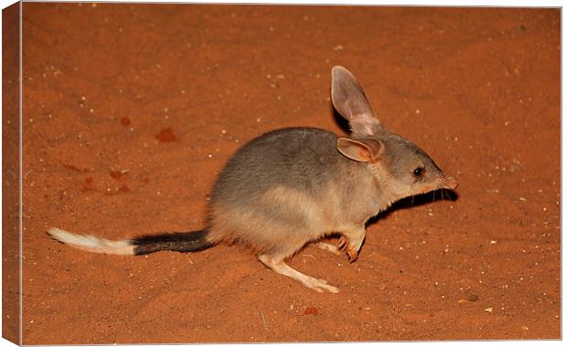 Greater Bilby Canvas Print by Carole-Anne Fooks
