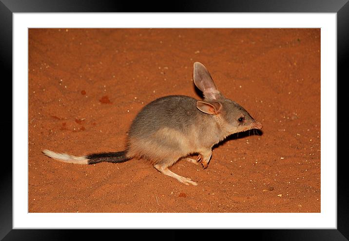 Greater Bilby Framed Mounted Print by Carole-Anne Fooks