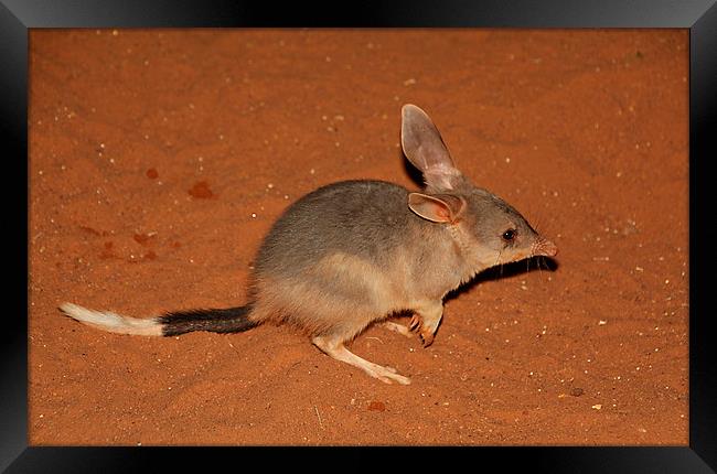 Greater Bilby Framed Print by Carole-Anne Fooks