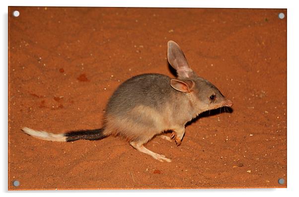 Greater Bilby Acrylic by Carole-Anne Fooks