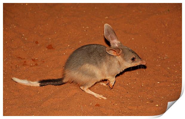 Greater Bilby Print by Carole-Anne Fooks
