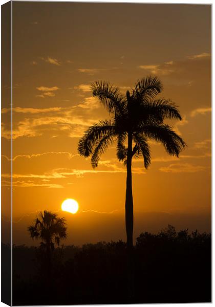 Sunrise in The Everglades Canvas Print by Anne Rodkin