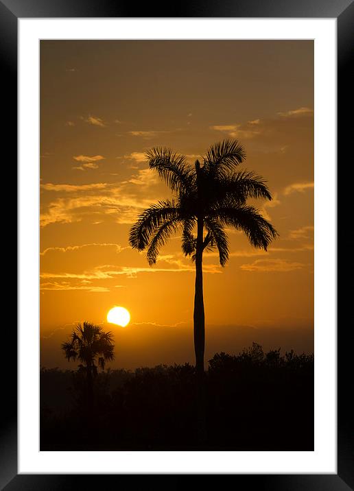 Sunrise in The Everglades Framed Mounted Print by Anne Rodkin
