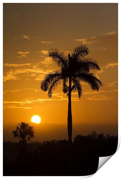 Sunrise in The Everglades Print by Anne Rodkin