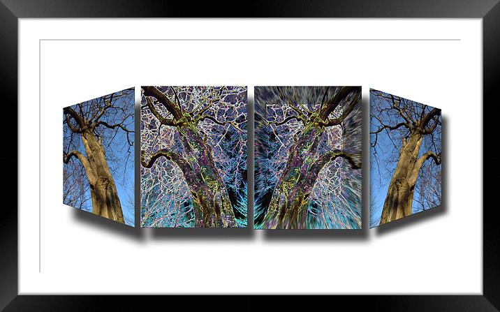 VARIATIONS OF VISION Framed Mounted Print by Mal Taylor Photography