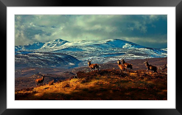 Stags at Strathglass Framed Mounted Print by Macrae Images