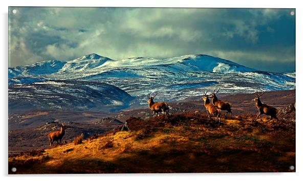 Stags at Strathglass Acrylic by Macrae Images